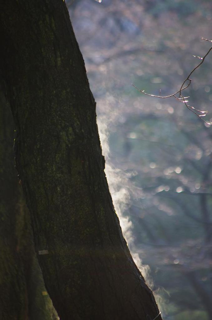 木の息吹　aIMGP0754b