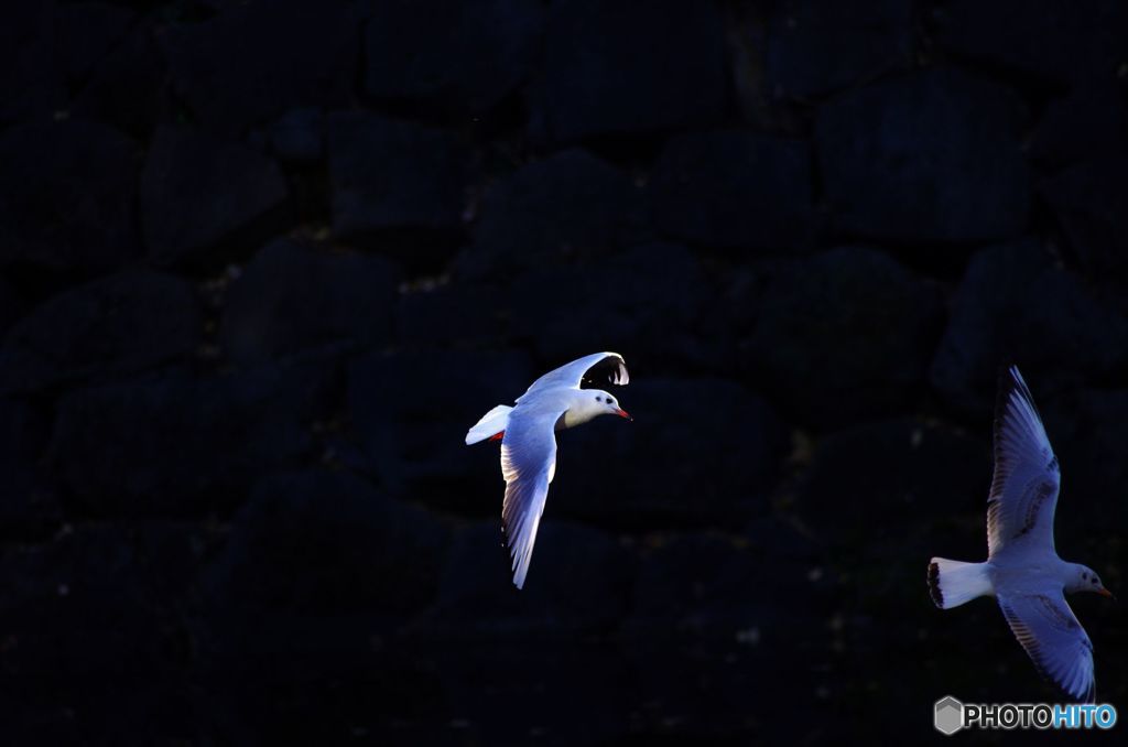 カメモ　IMGP5673