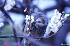 今日の鳥　IMGP8947