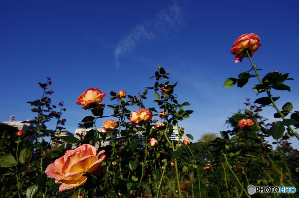 薔薇　IMGP9960