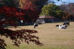 牛と紅葉　aIMGP9074b