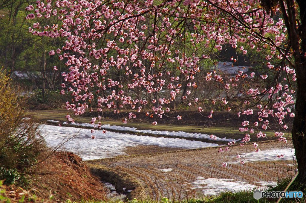 サクラ　IMGP5133