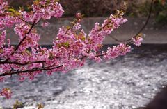 河津桜　IMGP5732