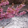 河津桜　IMGP5732