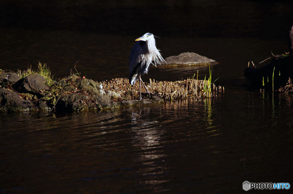 アオサギ　IMGP7186
