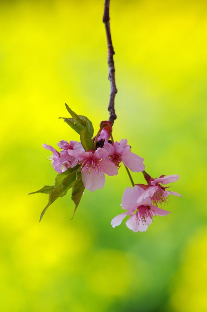 河津桜