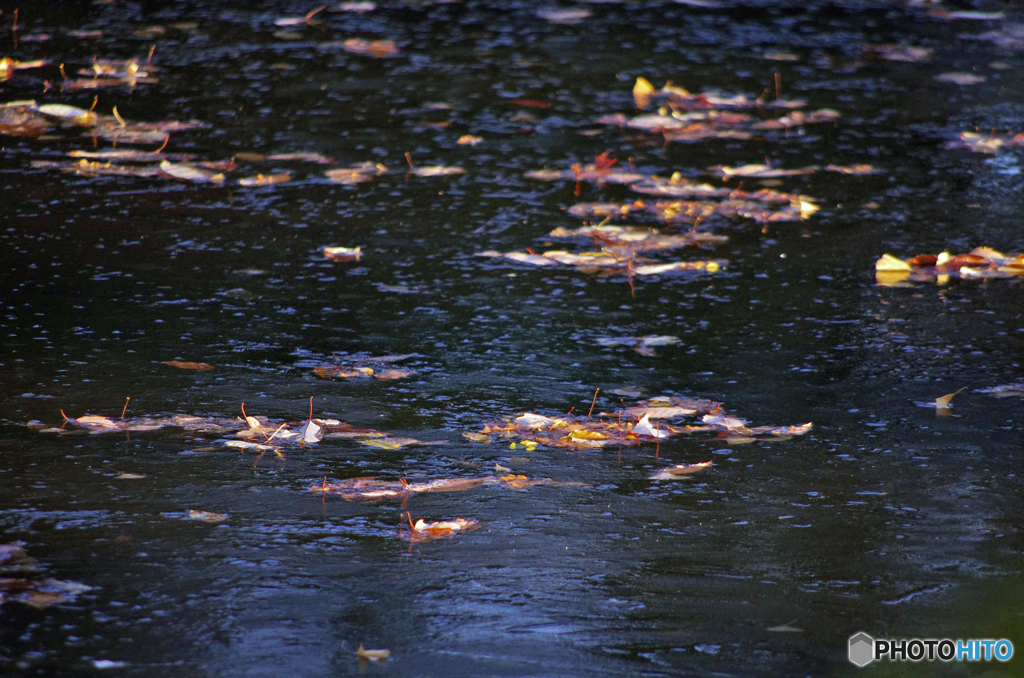 薄氷　IMGP1975