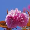 八重桜　IMGP2968