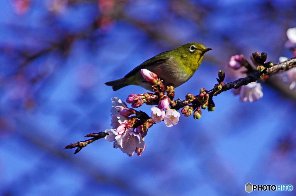今日の鳥　IMGP9757