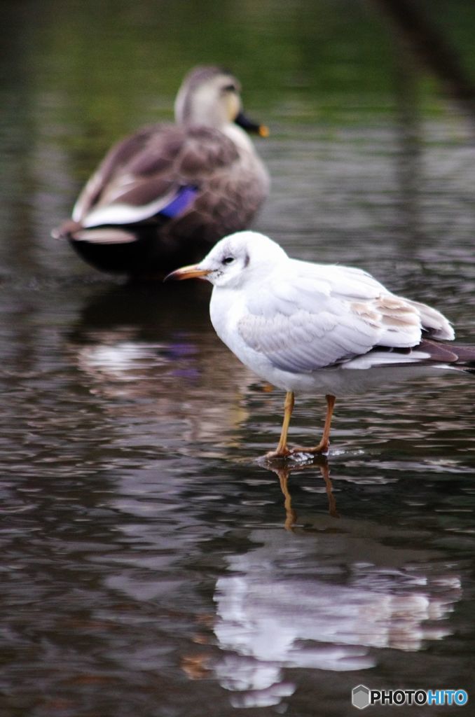 今日の鳥　IMGP9902