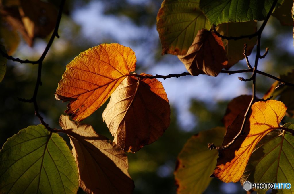 紅葉　IMGP9819