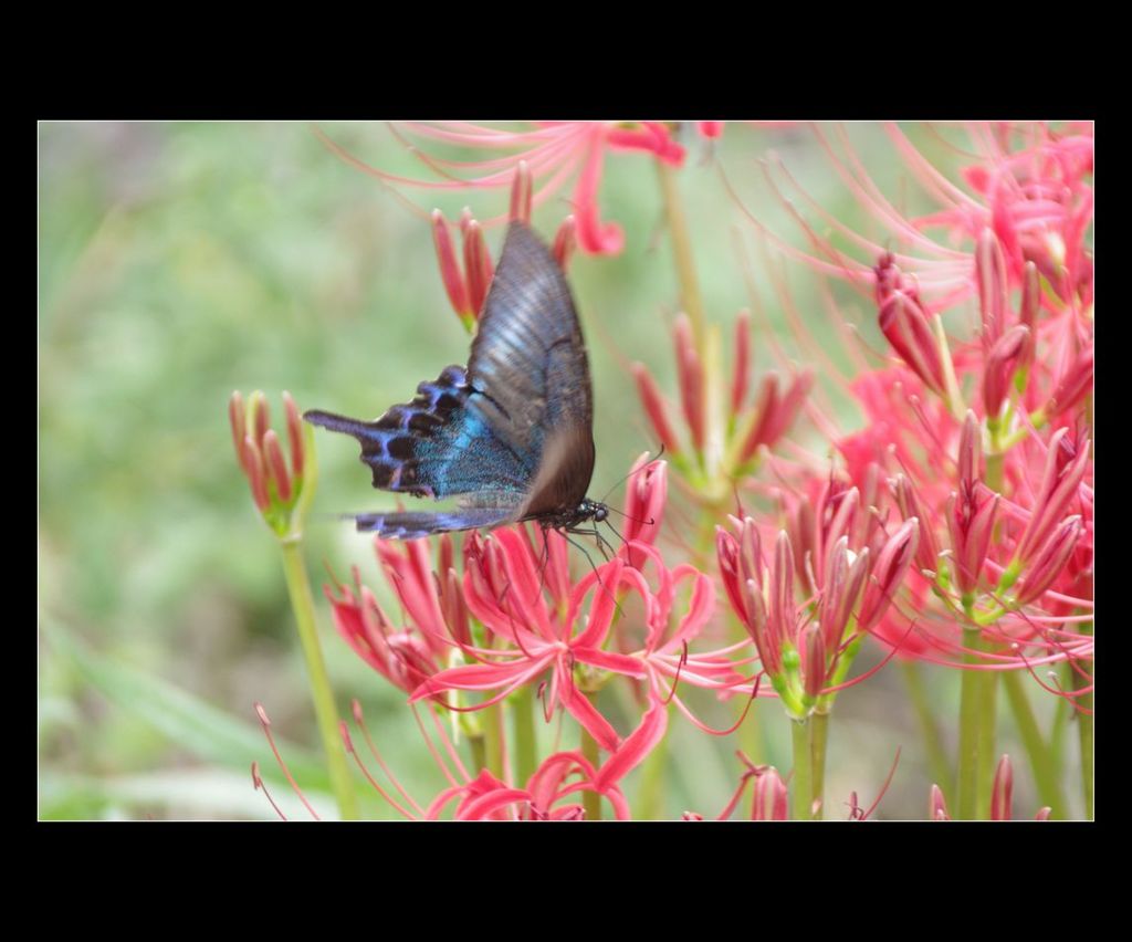 蝶　aaIMGP0207b