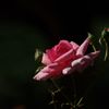 薔薇　その３　IMGP8520