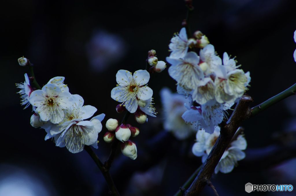 梅　IMGP9112