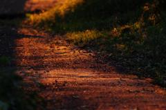 散歩道