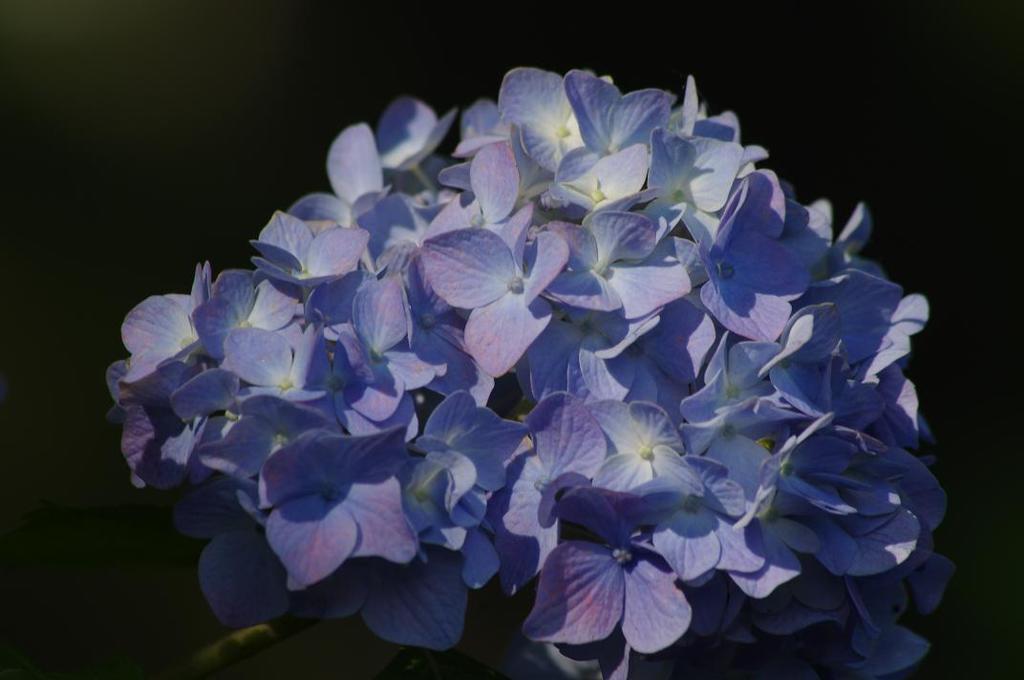 紫陽花　aIMGP5824b