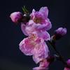 花桃　aIMGP0947b