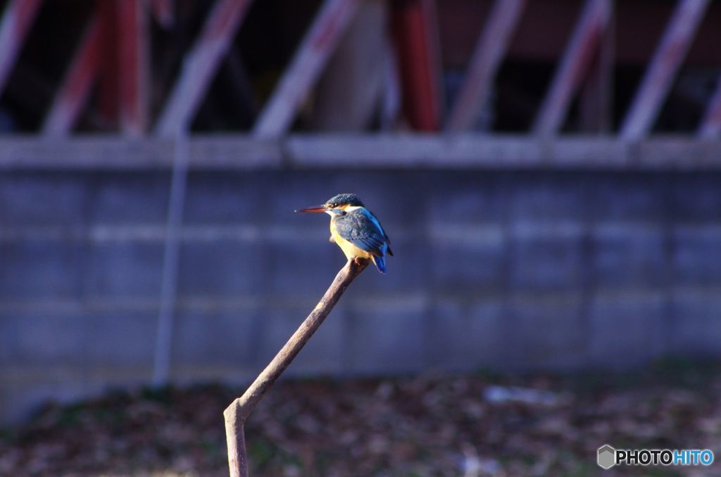カワセミ　IMGP0119
