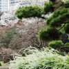 春　IMGP6192