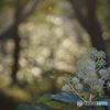 ボケ　IMGP2720