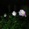 花　IMGP6400