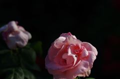 薔薇　その２　IMGP8472