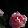薔薇　その２　IMGP8472