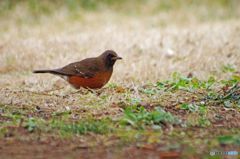 今日の鳥　IMGP8034