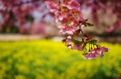 桜と菜の花　IMGP5850