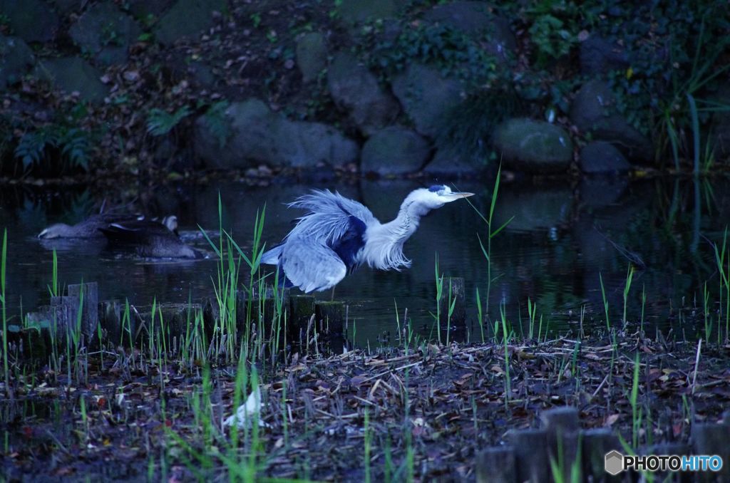 憤怒　IMGP5177