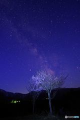 夜桜と天の川　IMGP9909