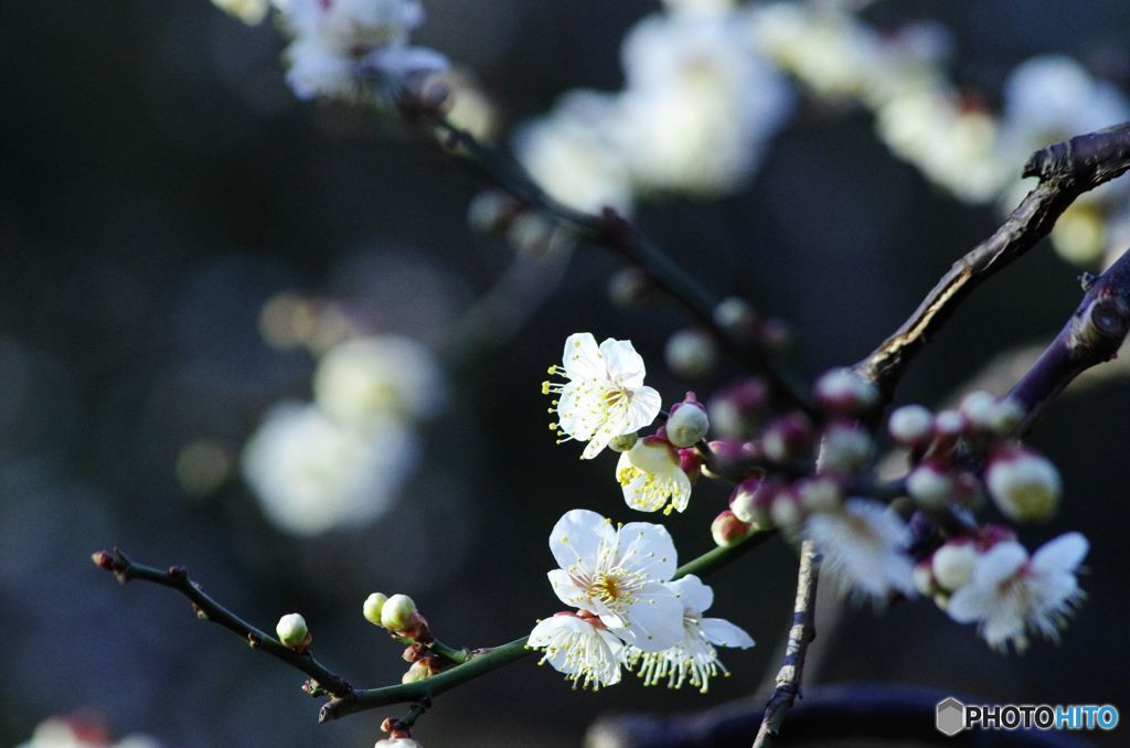 今日の花　IMGP8725