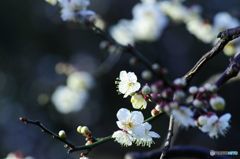 今日の花　IMGP8725