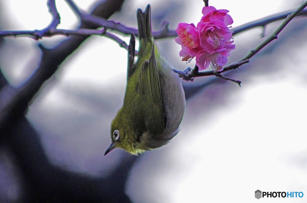 今日の鳥　IMGP8914