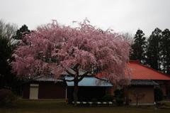 しだれ桜　aIMGP2984b