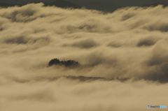 天空の森　それとも 天空の山？