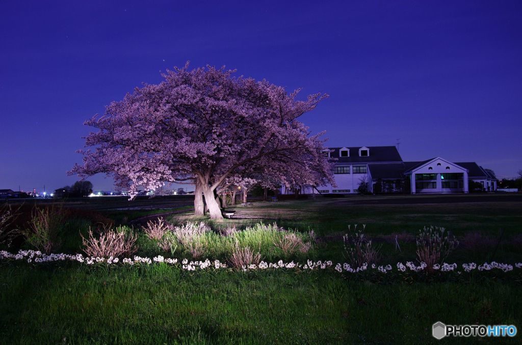 夜桜　IMGP2678