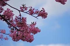 河津桜　IMGP5586