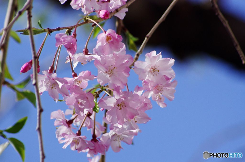 しだれ桜　IMGP2956