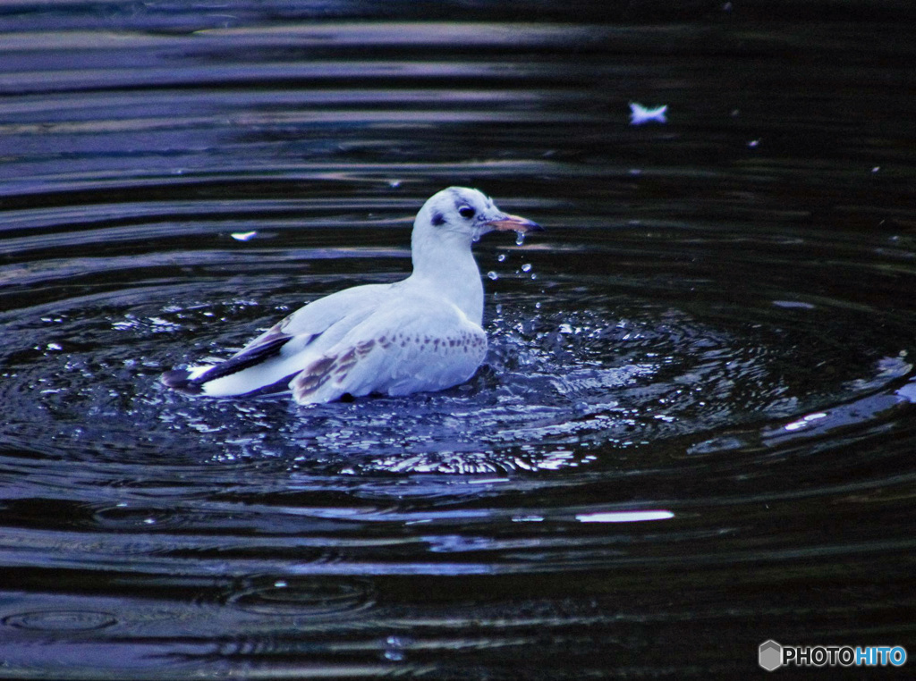 今日の鳥　IMGP9155