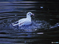 今日の鳥　IMGP9155