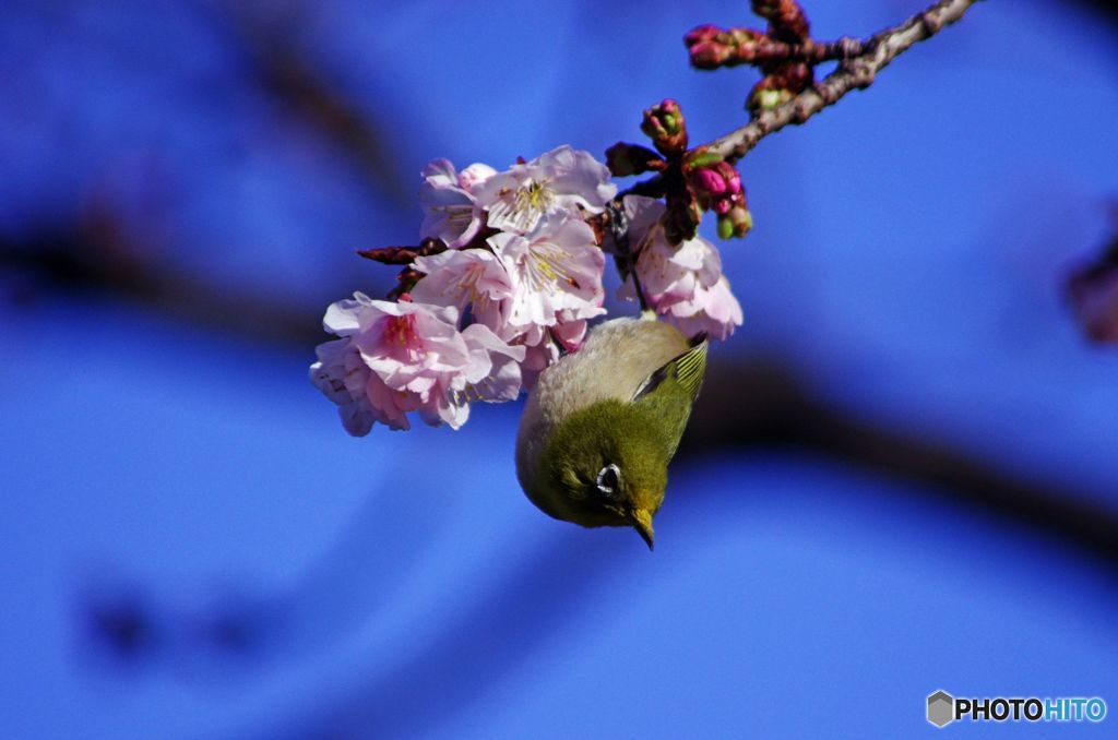 今日の鳥　IMGP9715