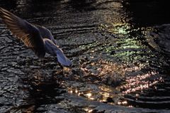 ゆりカメモ　IMGP5178