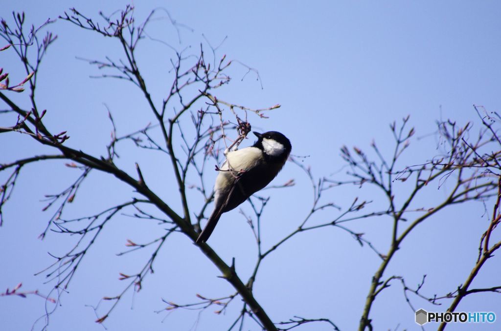 シジュウカラ　IMGP0866