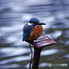 今日の鳥　IMGP8873
