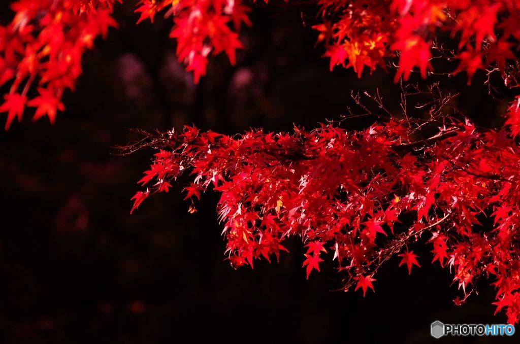 紅葉　IMGP6349