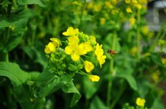 花アブ ？　 IMGP5845