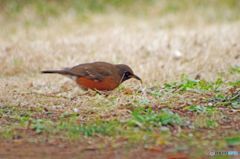 今日の鳥　IMGP8033