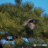 オナガ　IMGP4043