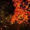 紅葉　IMGP4907